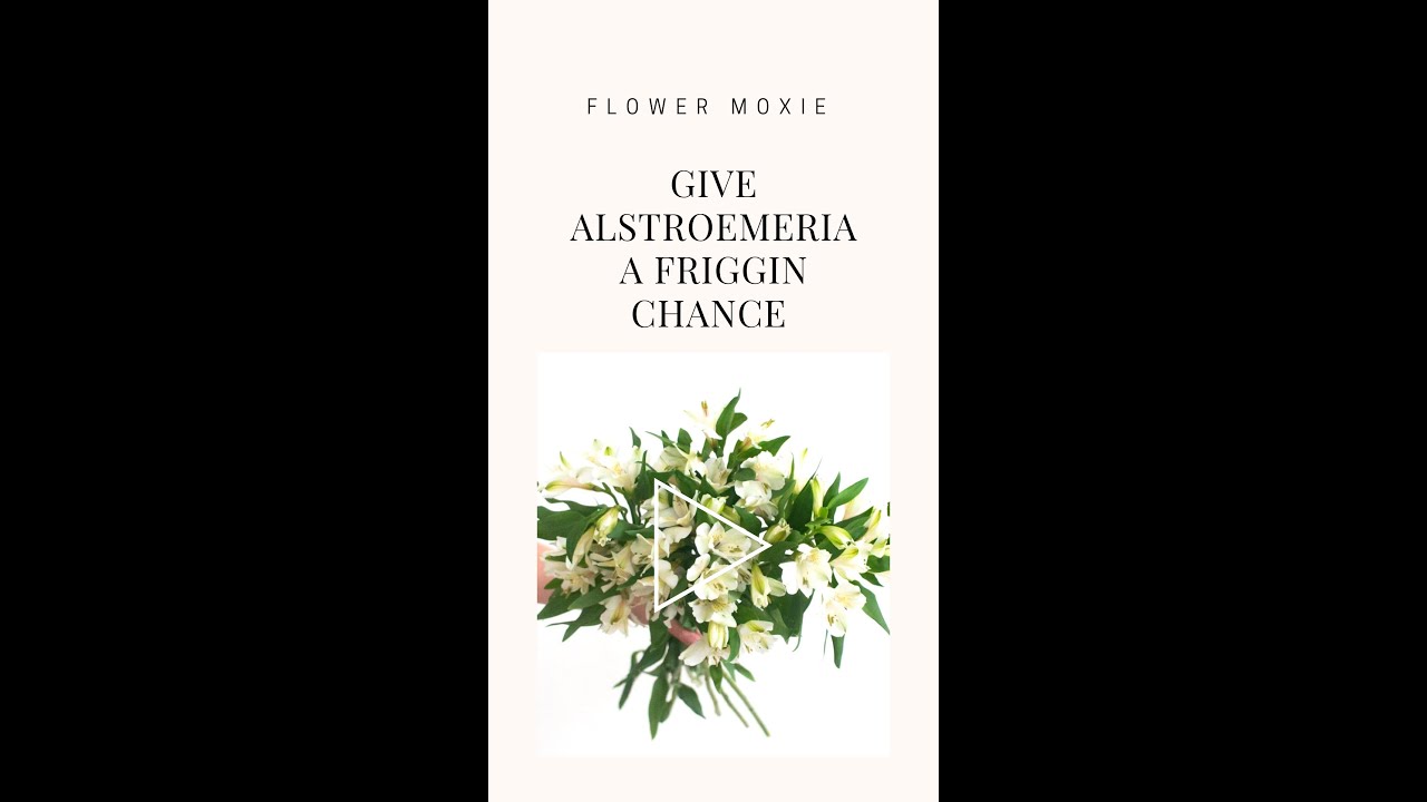 Give Alstroemeria A Chance Youtube