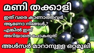 മണി തക്കാളിയുടെ ഔഷധ ഗുണത്തെക്കുറിച്ച് അറിയാതെ പോകരുത് | Benefits of Solanum nigrum | Reenasgreenhome