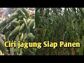 Panen jagung manis dan ciri ciri jagung yang sudah siap Panen