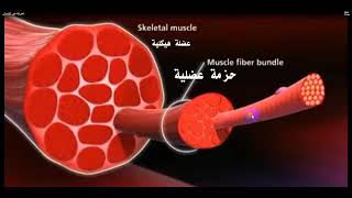 تركيب العضلة الهيكلية