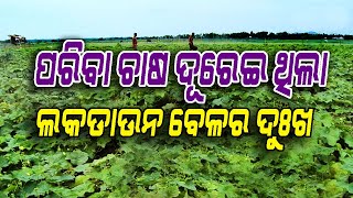 କରୋନା ସଙ୍କଟ ବେଳେ ସାହା ହେଲା ପନିପରିବା ଚାଷ | Vegetable farming during crisis time