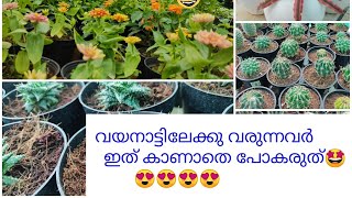 മനോഹരമായ ഒരു നഴ്സറി🌵🎋🌼🌺🌿 സന്ദർശിച്ചു. ഇത്ര അടിപൊളിയായ ഒരു നഴ്സറി ഞാൻ കണ്ടിട്ടില്ല🤗