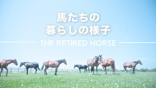 馬たちの暮らし#13| Retired Horses Life