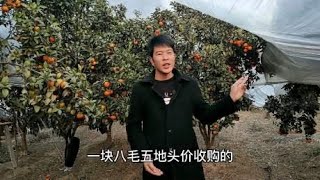 这老板是不是傻？一块八的砂糖橘，运到北方卖10块钱5斤