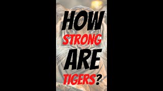 The Strength Of The Biggest Cat #tiger