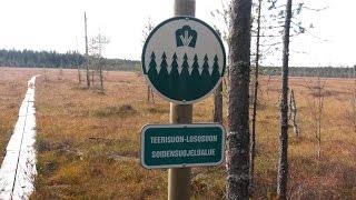 Vaeltaminen: Teerisuon kierros 11 km Kuhmo