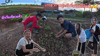 บรรยากาศปลูกผักยามแลงที่สวนผักอินดี้กับทีมงานผักกำลังเริ่มเขียวแล้ว🥰🥦🥬🥕