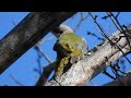 コンデジ鳥撮散歩　アオゲラ・カケス・ルリビタキ今日も一日ありがとう　兵庫県・北播磨