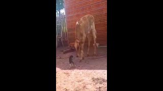 Funniest Animals, Fun with Cats and Dogs 2022 Funny Cats, Laughing Challenge with Cats and Dogs # 23