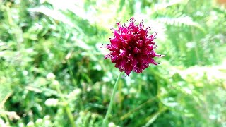 Allium sphaerocephalon (Ball-head onion)