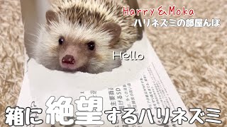 ハリネズミほいほい　　　　　　　          Hedgehog, have you been eaten by a box?