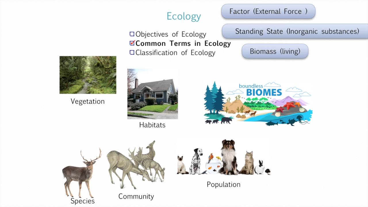 Introduction To Environmental Studies - YouTube