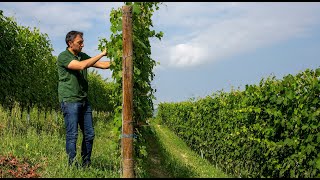 Dolcetto Dream: Giuseppe Vaira on Monterustico