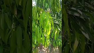 Mango tree /mamaram mango tree leaf ,flower  மாமரம் மாமரப்பூ மாமர இலை.Jackfruittree/palamaramபலாமரம்