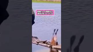 犬さんの動画見て笑ったら寝ろwwwwwwww