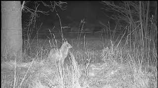 Talvekaamera  2023-01-08 Beautiful, zooming Golden Jackal