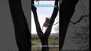 🐆Leopards enjoy prey by climbing trees🦌#youtube #leopard #animal #amazingfacts #ytshorts #shorts