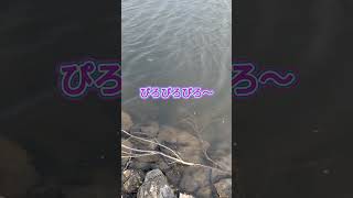 2025.1.31今日もそれなりの風が吹いてます！宇治川ブラックバス釣り！ #釣り #fishing #bassfishing