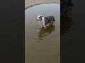 愛犬との夏の思い出～水遊び【australian shepherd】オーストラリアンシェパード｜ shorts