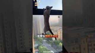 省心小猫咪，做梦都想告诉你的5件事 #新手养猫 #养猫经验 #养猫小技巧 #科学养猫 #猫咪