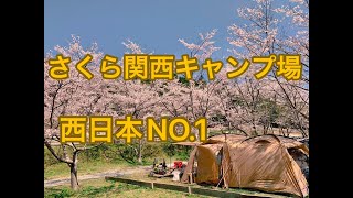 西日本NO.1花見のキャンプ場　大阪　ゴリラフィールドとよの　大阪市内から50分　桜の木の下でキャンプができるサイト