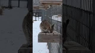 Rescued Bobcats Fun in Snow || The Wildcat Sanctuary