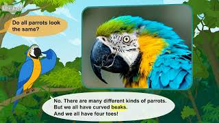 lv02 037 Meet the Animals 37 Parrot