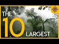 The 10 Largest Forests on Earth