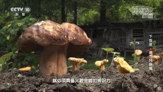 上山采蘑菇 制作酿羊肚菌《味道》20210918| 美食中国 Tasty China