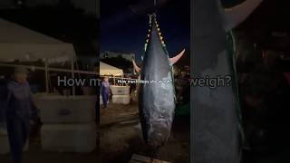 Can You Guess the Weight of This Monster Bluefin?!