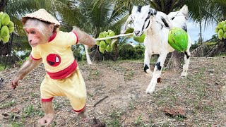 So Cute! Cutis Farmer Takes Baby Goat Harvest Coconuts