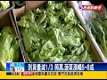 2016寒流－寒害效應 高麗菜、菠菜漲幅50%~80%－民視新聞