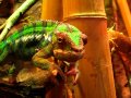 Chameleon Eyes
