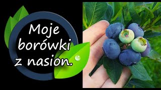 Jak owocują moje borówki z nasion.