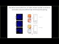 Neutrophil genome dynamics in development and pathogen encounter