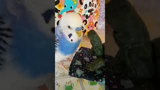 カメちゃんが大好きなルートちゃん♂　🐥💕🐢　#shorts #インコ#セキセイインコ #ルートくん