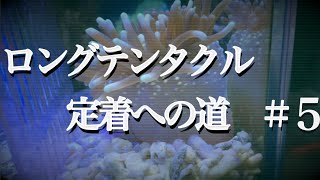 ロングテンタクル　定着への道＃５【海水魚水槽】