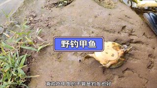 猪肝败给了蚯蚓