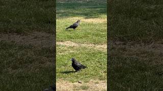 Crows🐦‍⬛ #explorewithme #naturelovers #wilderness #birds #crow #canada #britishcolumbia #vancouver