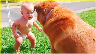 Best  of Cute Babies and Pets - Funny Baby and Pet