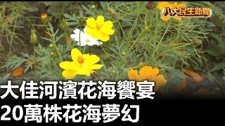 大佳河濱花海饗宴 20萬株花海夢幻 |【民生八方事】| 2024111006 @gtvnews27