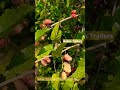 Mulberry Fruit, Mother Plant Review, Bahan Nursery and Garden review