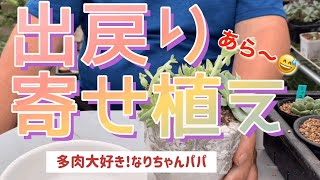 【多肉植物】【ガーデニング】出戻り寄せ植え⁉️どうしよう？　　多肉大好き！なりちゃんパパ　多肉奮闘記その194