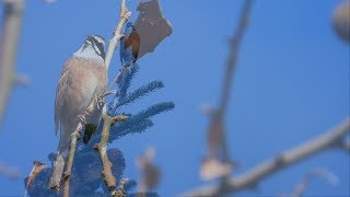 暖かくて、歌い出しちゃう？野鳥。（ホオジロ）