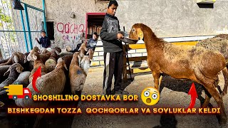 BISHKEKDAN TOZZA EDILBAY QOCHKORLAR VA SOVLUQLAR ☎️94-300-30-39