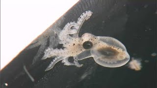 「足も8本あって可愛い」岡山県の水産研究所がマダコの養殖に向け稚ダコ開発　漁獲量減少への対策