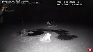 Hyena Investigates Cape Porcupine ... Namibia Watering Hole Africa 🌍