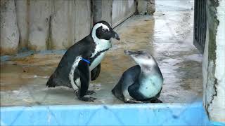 20200729 上野動物園　ケープペンギン　取り残された子ペンギン