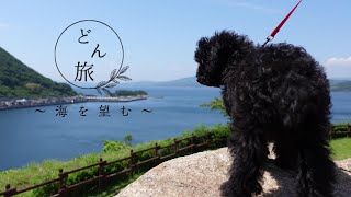 【どん旅♯2】どんぐり君　海を望む【黒トイプードル】