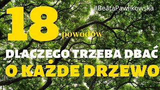 18 powodów, żeby dbać o każde drzewo